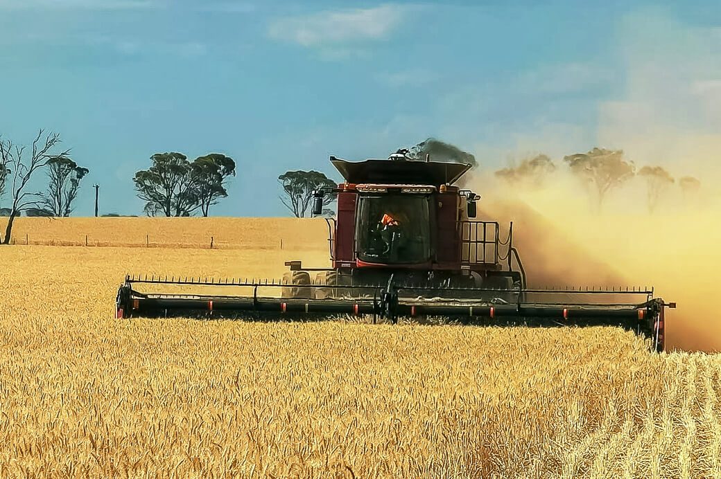 A large dark red combine harvester harvesting a golden wheat field under a blue sky, kicking up a cloud of dust.