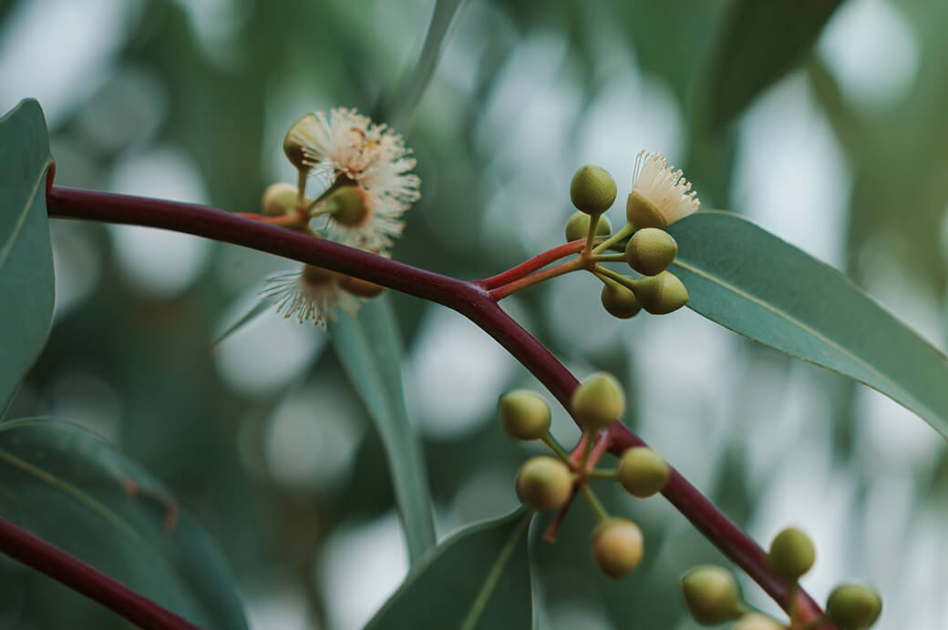 Eucalyptus branch with small white flowers, rounded green buds, and smooth leaves.